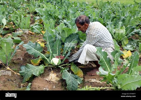 Cauliflower Farming In India Hi Res Stock Photography And Images Alamy