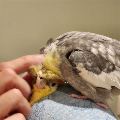 why is cockatiel scratching step by step