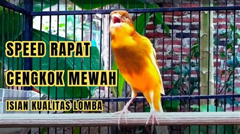 Kenari Gacor Durasi Panjang Suara Burung Kenari Pancingan Masteran