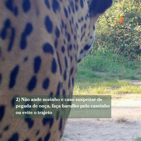 Barulho Para Espantar Onça - O que fazer se você encontrar uma onça no caminho? – IHP