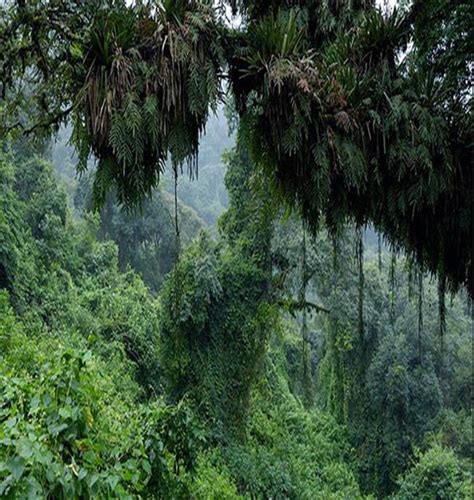 Bosque Húmedo Tropical On Emaze