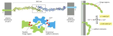 File:Cadherin Function, Alberts et al. 2015, Figure 19-6.png - parts ...