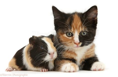 Newborn Tortoiseshell Kittens