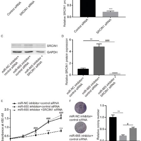 Downregulation Of Mir 665 Inhibits Cell Proliferation In Ovarian Cancer