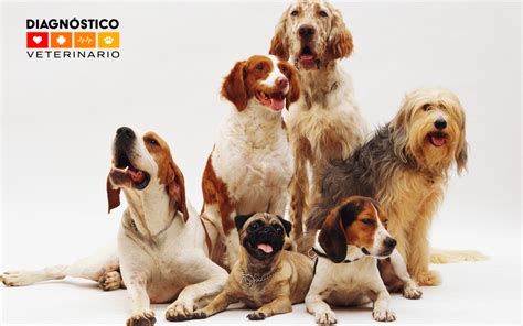 Hipotiroidismo En Perros Diagnostico Veterinario