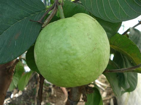 Round Seedless Guava