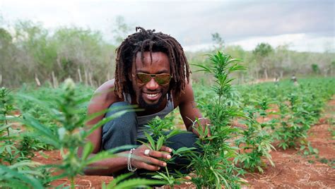 Is Weed Legal In Jamaica A Guide To The Legal Status