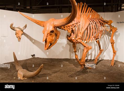 Giant bison skeleton in the Museum of Natural History and Science Stock ...