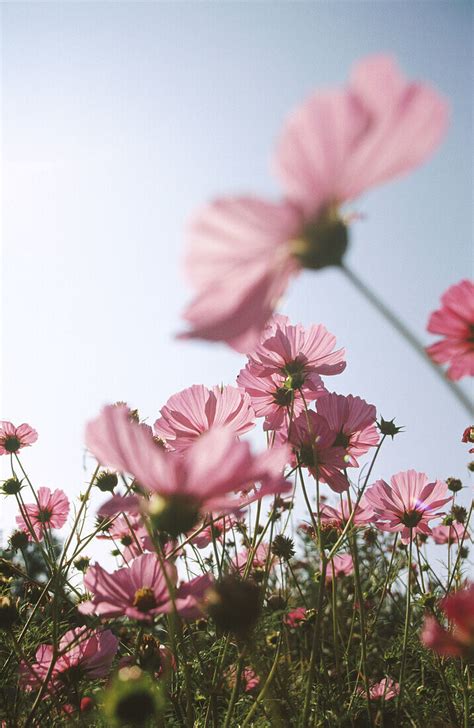 Mexican Aster Cosmos Bipinnatus License Image 70127977 Lookphotos