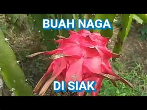 Buah Naga Di Kampung Jati Mulya Kerinci Kanan Kabupaten Siak Youtube