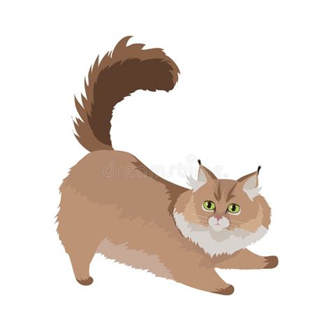 Maine Coon Cat Vector Flat Designillustration Vektor Illustrationer