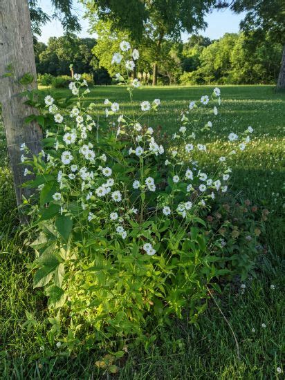 Sow Wild Natives-Starry Campion (Silene stellata)