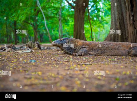 Komodo Dragon The Largest Lizard In The World Walks On The Ground It