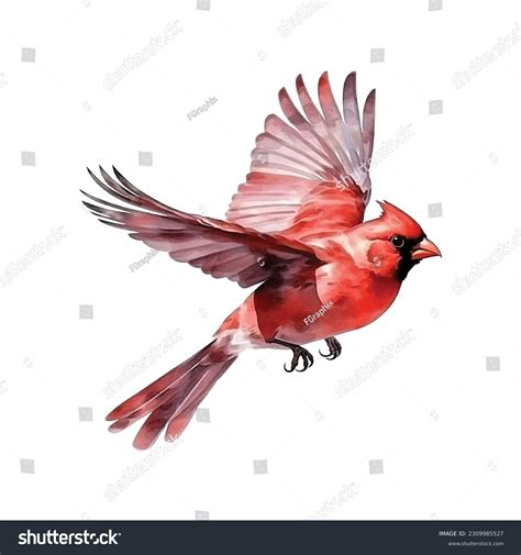 79,102 Cardinal Royalty-Free Photos and Stock Images | Shutterstock