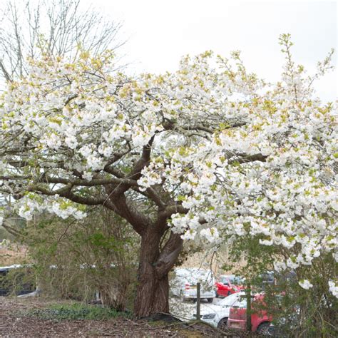 Prunus Shirotae Mount Fuji Cherry Flowering Cherry Tree Frank P