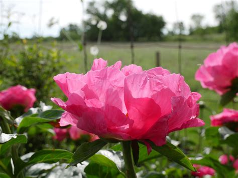 Paeonia Paula Fay Xpeony Paeonia Paula Fay Flickr