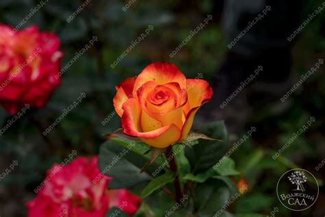 Роза Циркус (флориб.,желто-оранж)