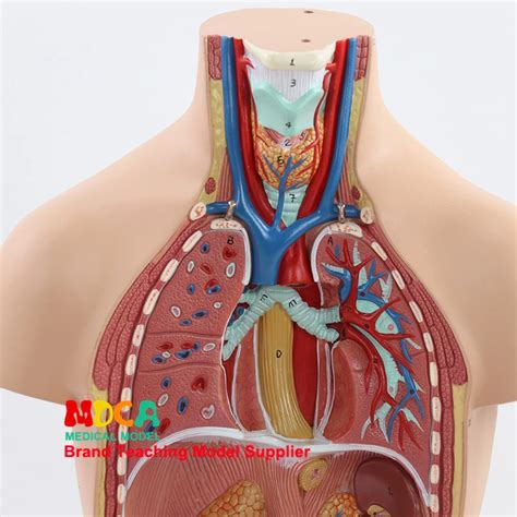 Cm Desmontar Partes Corpo Humano Tronco Anatomia Modelo F Gado