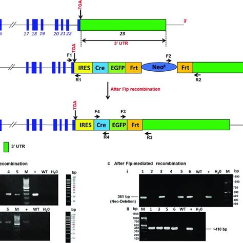 Cardiac Electrical Function Is Preserved In Cntn Utr Ires Cre Egfp