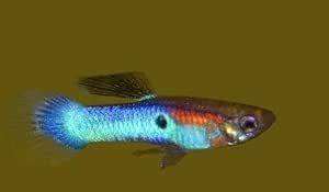 Amazon.com: HOBEZUT Live Fish - 12 Rare Japan Blue Endler Male Guppies -Stunning Colors : Pet ...