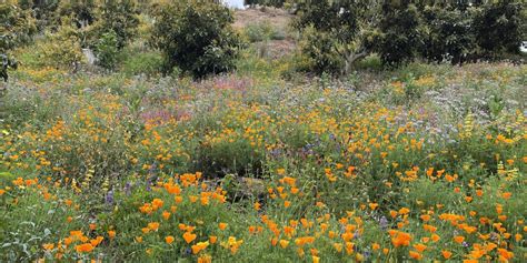 Dreams From The Field Mad Agriculture Regenerative Farming