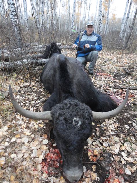 Tibetan Yak - Badly Scattered Buffalo Co.