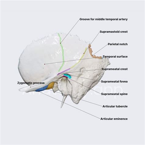 Squamous Part Of Temporal Bone Media Library Anatomy App Learn