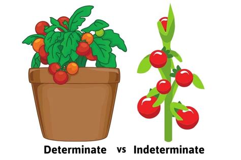 Determinate vs Indeterminate Tomatoes - The Dos and Don'ts of Each