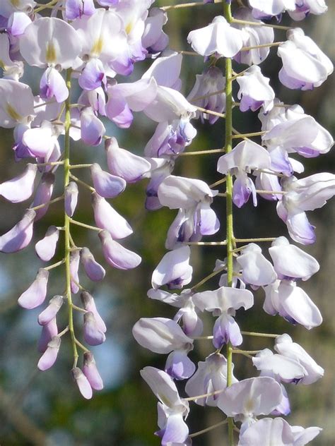 Wisteria Bloom Purple - Free photo on Pixabay