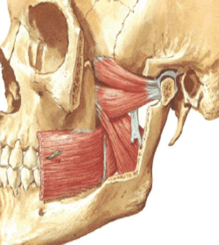 Temporomandibular Joint TMJ Flashcards Quizlet