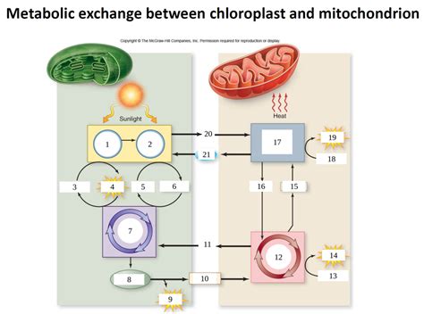 Photosynthesis And Respiration Diagram Quizlet