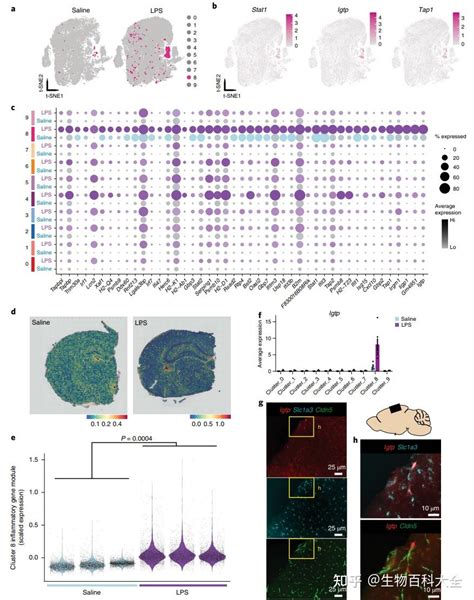 文献解读单细胞空间转录组技术联合揭示小鼠脑内神经炎性星形胶质细胞亚型 知乎
