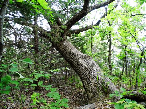 What Happens If You Plant A Tree Crooked At Barry Kellum Blog