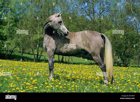 Arabisches Pferd Stehend Auf Blumenwiese Stockfotografie Alamy