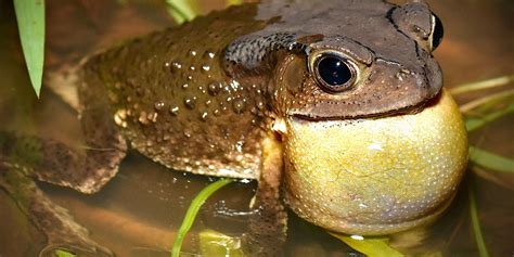 A Life In The Gutter Asian Toad Incidental Naturalist