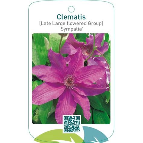 Etiquetas De Clematis Late Large Flowered Group Sympatia