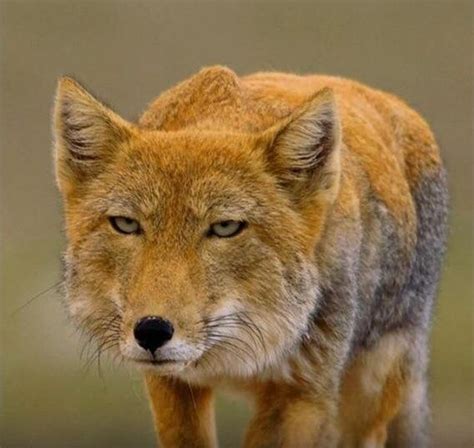 Check Out This Beauty The Tibetan Sand Fox Spotted In