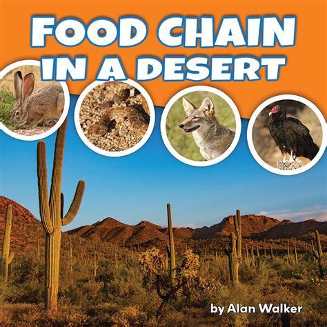 Food Chain In A Desert