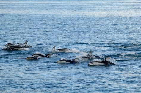 Pacific White-sided Dolphin | Photos by Ron Niebrugge