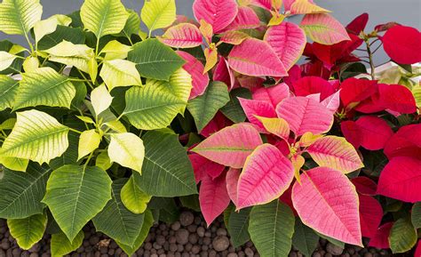 Poinsettia Colors: From Rarest to Most Common - A-Z Animals