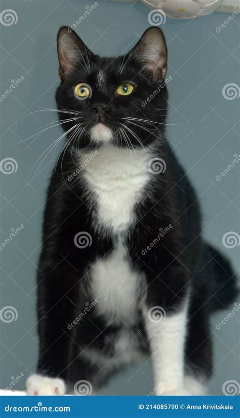 Gato Do Mato Pequeno Preto E Branco Olhos Amarelos Foto De Stock