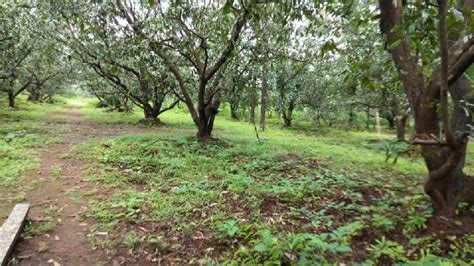 Agricultural Land Sq Ft For Sale In Mangaon Raigad Rei