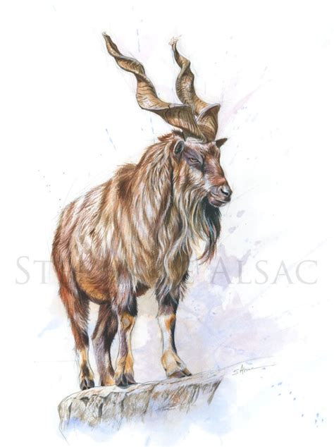 Markhor Illustration Drawing Of A Markhor By Stephan Alsac French