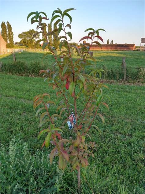 Perzikboom Prunus Persica Redhaven