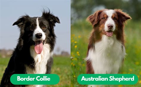 Border Collie Vs Australian Shepherd Unraveling The Similarities And