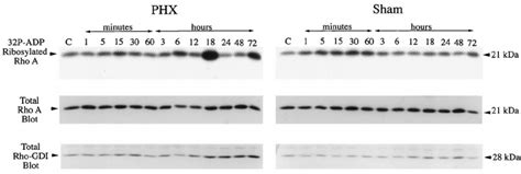 signaling   rho pathway  investigated  membranes