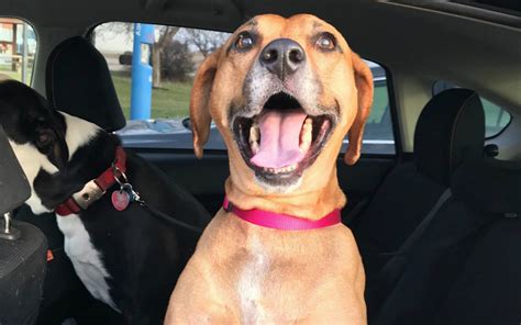 This 5 Year Old Rescue Dog Just Got Adopted And Her Face Shows