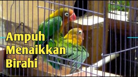 Suara Burung Lovebird Kawin Ampuh Pancing Birahi Youtube