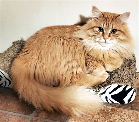 Cats — Siberian Beauty Cattery