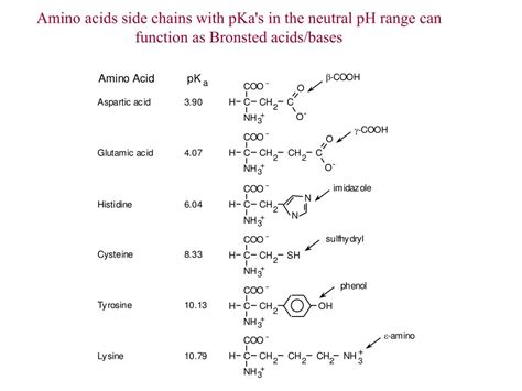 PPT - Enzyme Catalysis PowerPoint Presentation - ID:226444